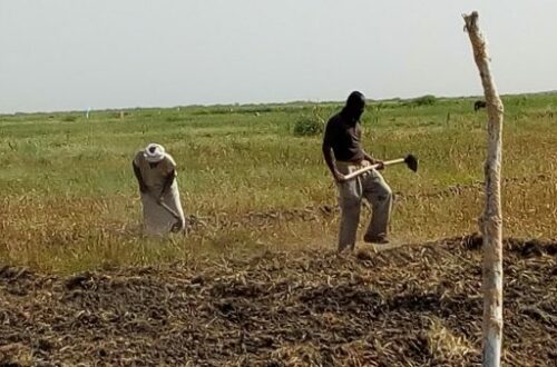 Article : L’esclavage agricole aux bords du Lac R’Kiz, en Mauritanie