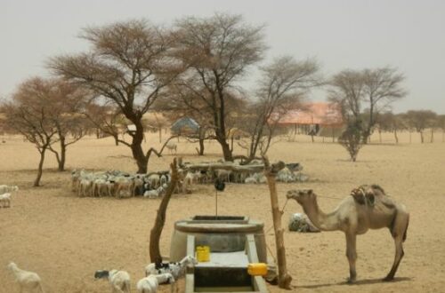 Article : ROSA et SUN-Mauritanie inquiets face à la situation sylvo-agro-pastorale et nutritionnelle en Mauritanie