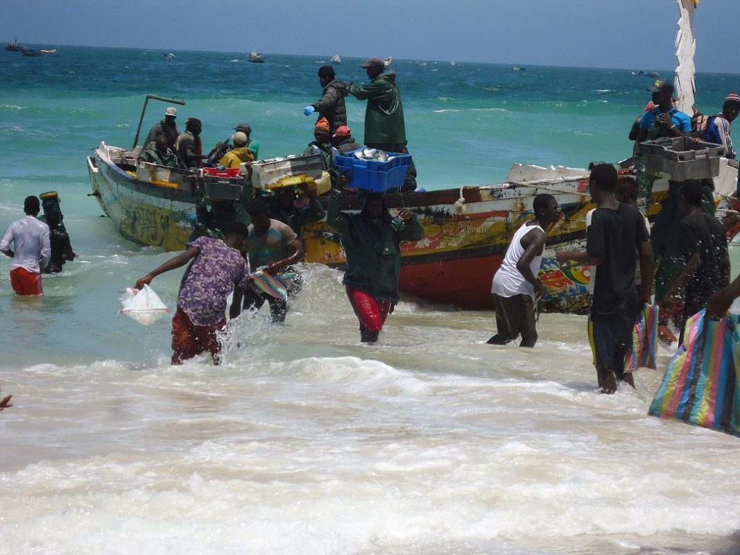 Article : Chaîne de valeur de la sardinelle : comment aller au-delà des milliers d’emplois créés en Mauritanie