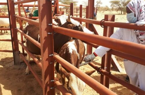 Article : Projet régional d’appui au pastoralisme au Sahel (PRAPS), une bouffée d’oxygène pour le monde rural en Mauritanie
