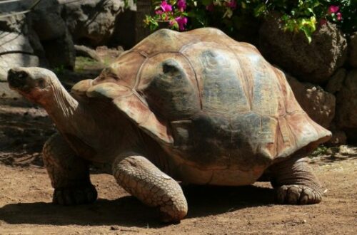 Article : Bamba Samory Soueidat, l’amoureux protecteur des tortues terrestres