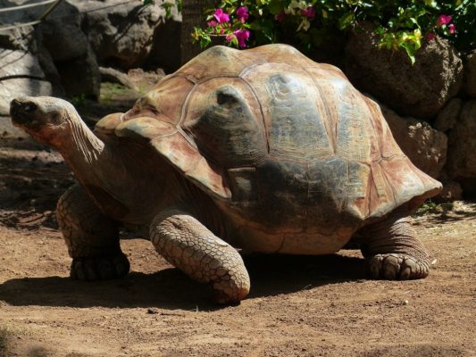 Article : Bamba Samory Soueidat, l’amoureux protecteur des tortues terrestres