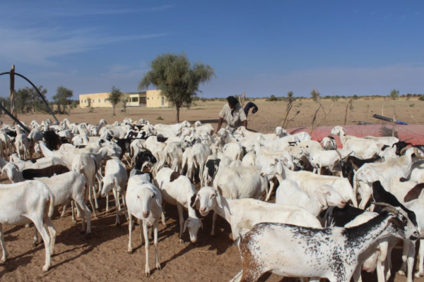 Article : Mauritanie : des haltes providentielles construites pour les éleveurs, convoyeurs et animaux