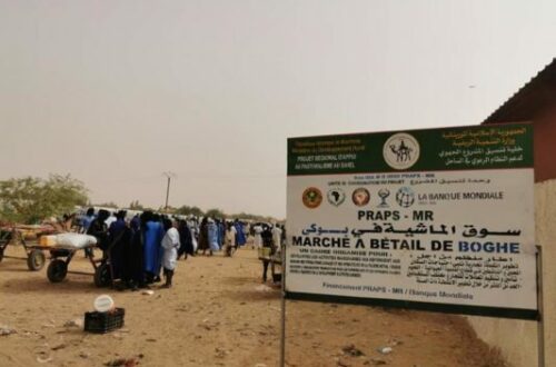 Article : Marché à bétail de Boghé en Mauritanie : éleveurs et courtiers ont pris possession des lieux
