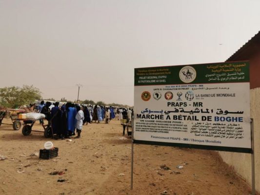 Article : Marché à bétail de Boghé en Mauritanie : éleveurs et courtiers ont pris possession des lieux